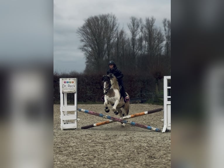Dartmoor Mix Stute 6 Jahre 147 cm Schecke in Neuss