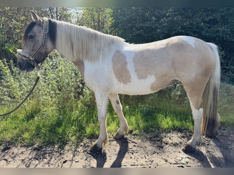 Dartmoor Mix Stute 6 Jahre 147 cm Schecke in Neuss