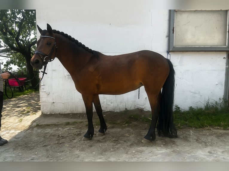 Dartmoor Stute 7 Jahre 125 cm Brauner in Volkertshausen