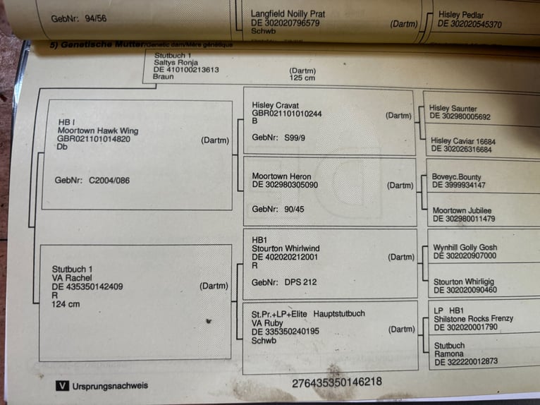 Dartmoor Stute 8 Jahre 125 cm Brauner in Volkertshausen