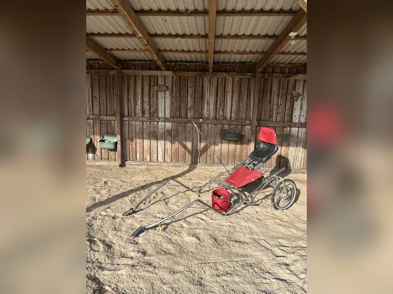 Dartmoor Stute 9 Jahre 118 cm Brauner in Worpswede