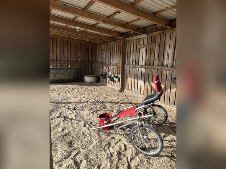 Dartmoor Stute 9 Jahre 118 cm Brauner in Worpswede