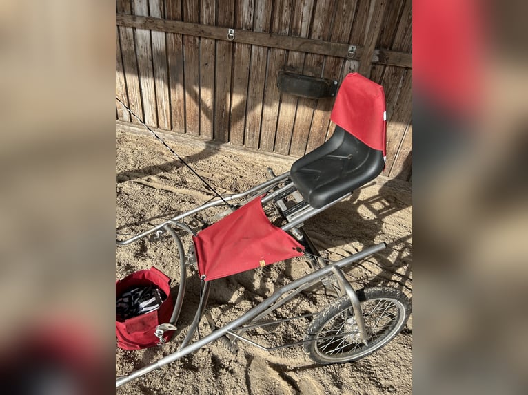 Dartmoor Stute 9 Jahre 118 cm Brauner in Worpswede