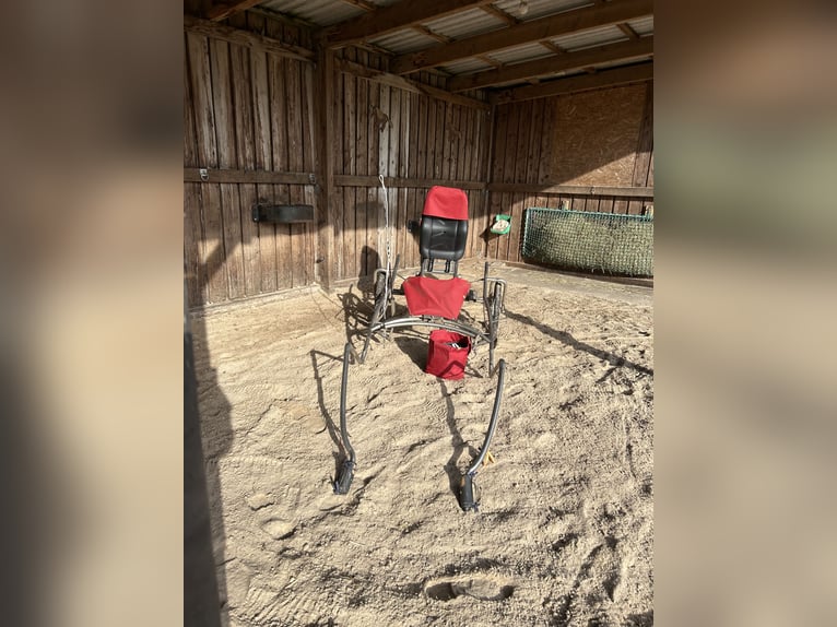 Dartmoor Stute 9 Jahre 118 cm Brauner in Worpswede