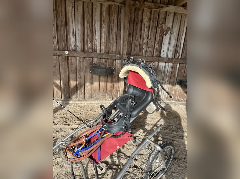 Dartmoor Stute 9 Jahre 118 cm Brauner in Worpswede