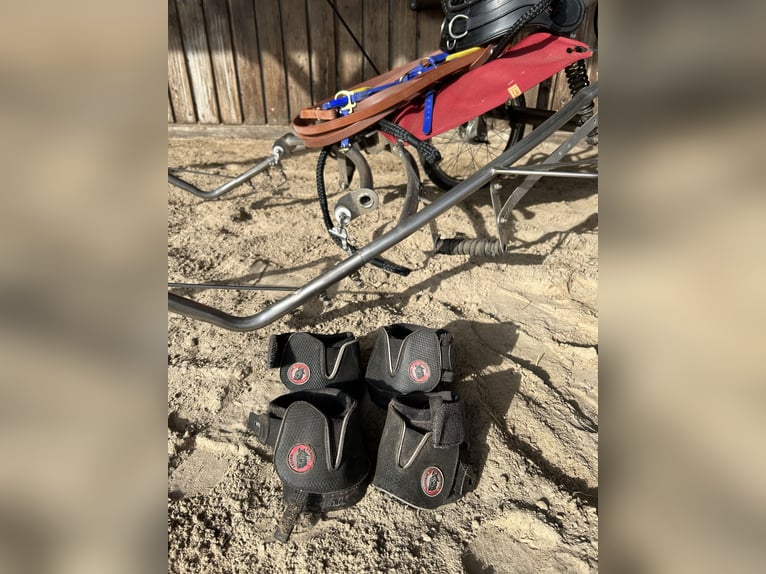 Dartmoor Stute 9 Jahre 118 cm Brauner in Worpswede