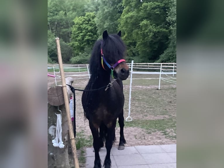 Dartmoor Stute 9 Jahre 123 cm Dunkelbrauner in SpirkelbachSpirkelbach