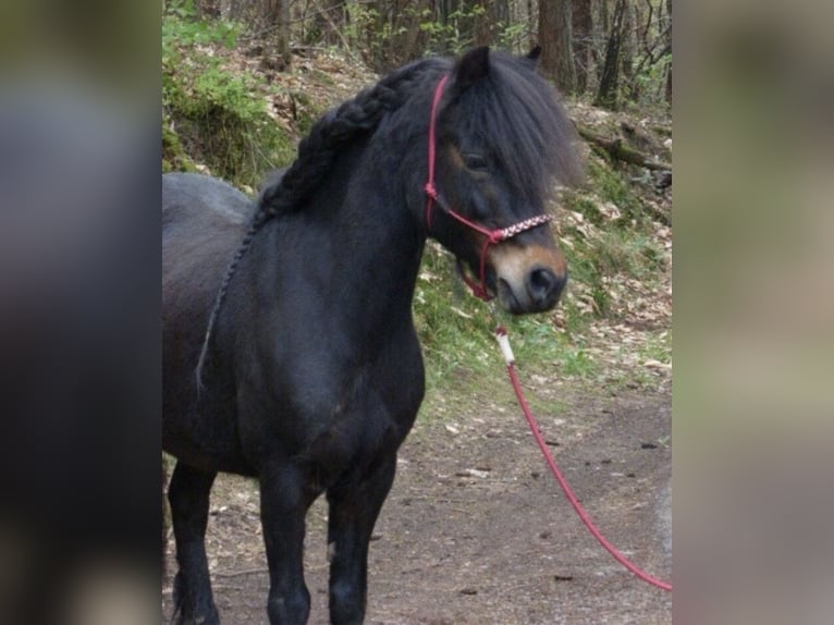 Dartmoor Stute 9 Jahre 123 cm Dunkelbrauner in SpirkelbachSpirkelbach