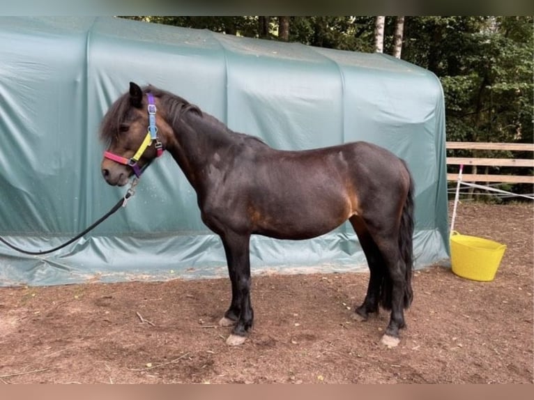 Dartmoor Stute 9 Jahre 123 cm Dunkelbrauner in SpirkelbachSpirkelbach