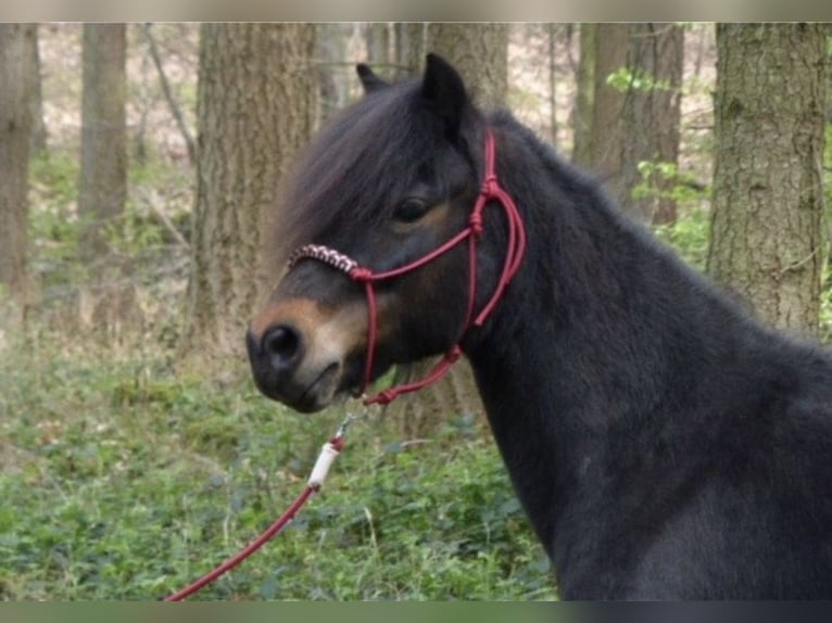 Dartmoor Stute 9 Jahre 123 cm Dunkelbrauner in SpirkelbachSpirkelbach