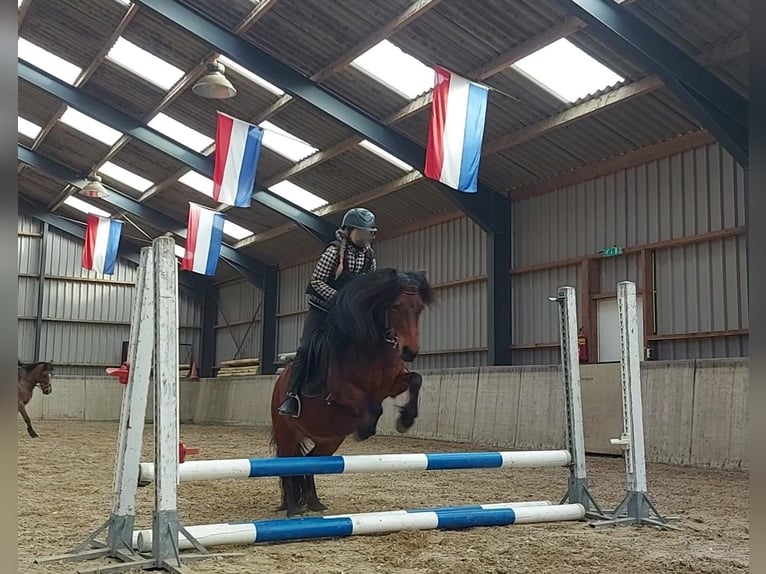 Dartmoor Stute 9 Jahre 125 cm Brauner in Escharen