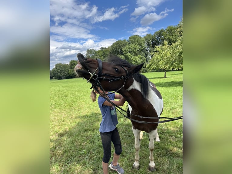 Dartmoor Stute 9 Jahre 125 cm Schecke in Ried im Innkreis