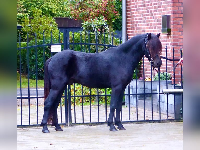 Dartmoor Valack 3 år 123 cm Svart in Halle