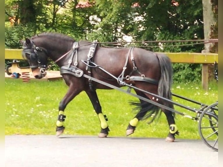 Dartmoor Wallach 14 Jahre 125 cm Dunkelbrauner in Soest