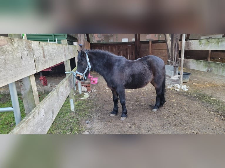 Dartmoor Wallach 14 Jahre 125 cm Schwarzbrauner in Bad Sassendorf