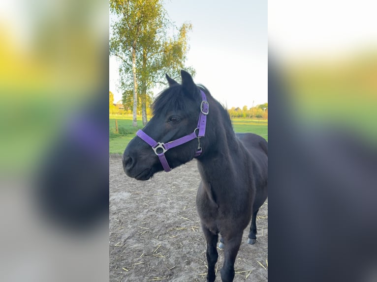 Dartmoor Wallach 15 Jahre 125 cm  in Sinderen