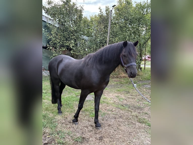 Dartmoor Wallach 15 Jahre 125 cm  in Sinderen