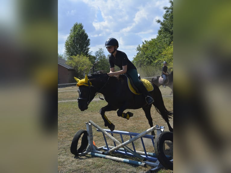 Dartmoor Wallach 15 Jahre 125 cm  in Sinderen
