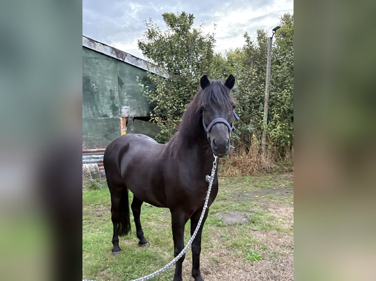 Dartmoor Wallach 15 Jahre 125 cm  in Sinderen
