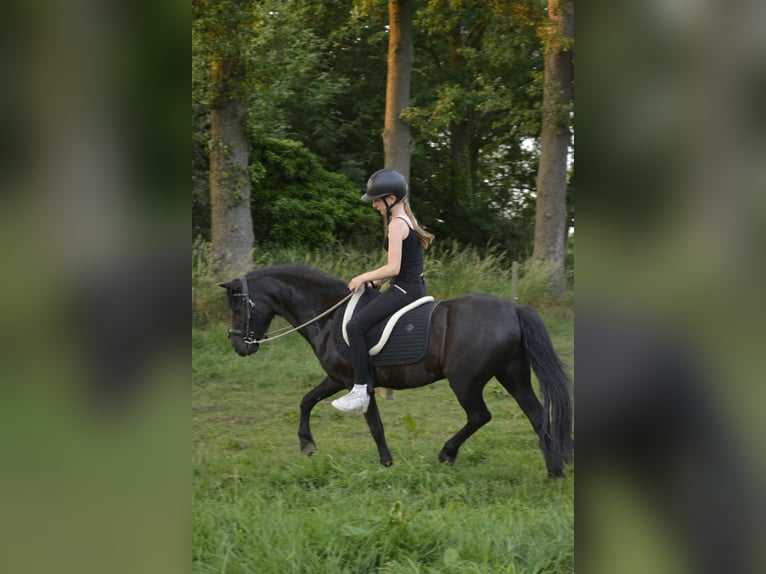 Dartmoor Wallach 15 Jahre 125 cm  in Sinderen
