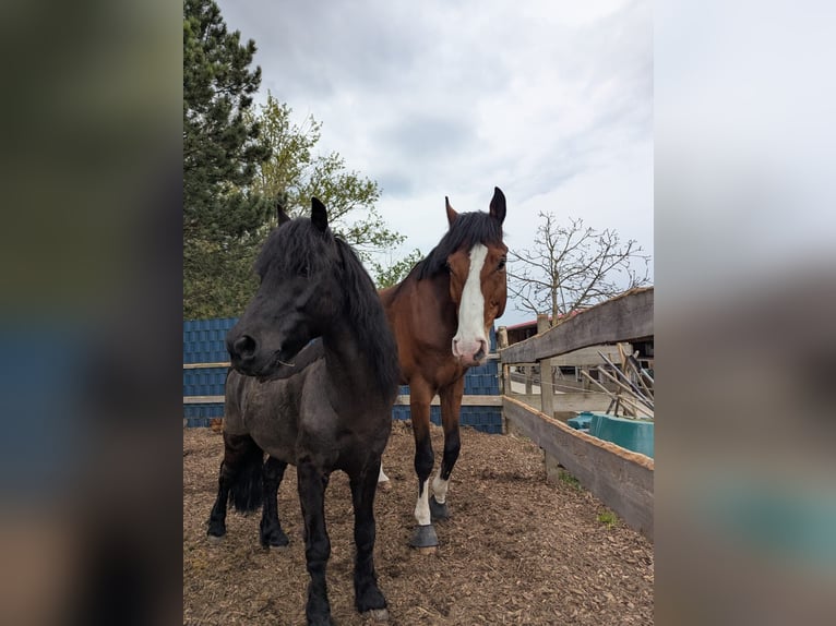 Dartmoor Wallach 16 Jahre 122 cm Rappe in Rutesheim