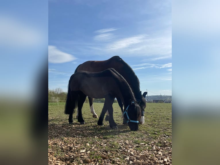 Dartmoor Wallach 16 Jahre 122 cm Rappe in Rutesheim