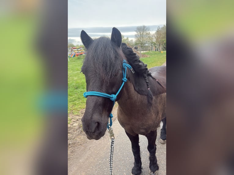 Dartmoor Wallach 16 Jahre 122 cm Rappe in Rutesheim
