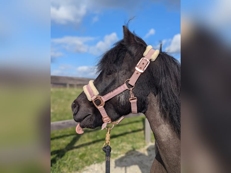 Dartmoor Wallach 16 Jahre 122 cm Rappe in Rutesheim
