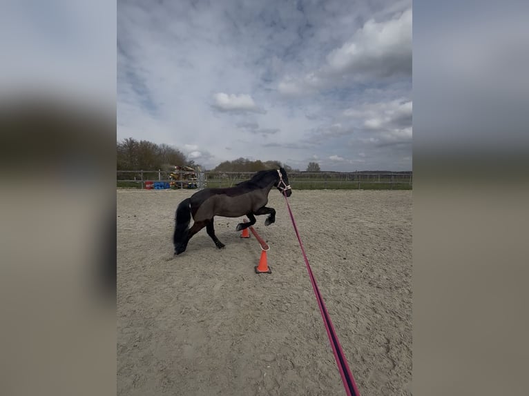 Dartmoor Wallach 16 Jahre 122 cm Rappe in Rutesheim