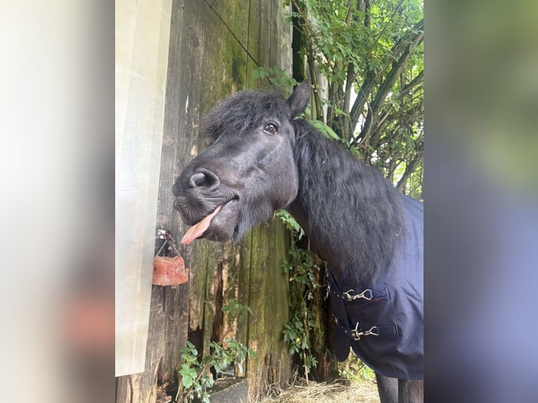 Dartmoor Wallach 16 Jahre 123 cm  in Wimsheim