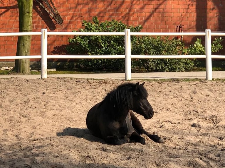 Dartmoor Wallach 16 Jahre 125 cm Rappe in Hamburg Dartmoor Wallach 16 Jahre 125 cm Rappe in Hamburg