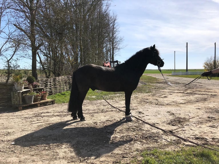 Dartmoor Wallach 16 Jahre 125 cm Rappe in Hamburg Dartmoor Wallach 16 Jahre 125 cm Rappe in Hamburg