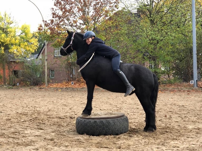 Dartmoor Wallach 16 Jahre 125 cm Rappe in Hamburg Dartmoor Wallach 16 Jahre 125 cm Rappe in Hamburg
