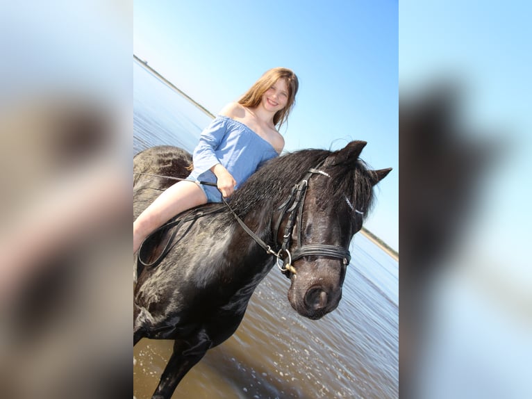 Dartmoor Wallach 16 Jahre 125 cm Rappe in Hamburg Dartmoor Wallach 16 Jahre 125 cm Rappe in Hamburg