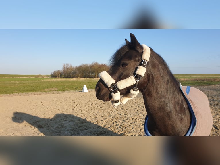Dartmoor Wallach 16 Jahre 125 cm Rappe in Hamburg Dartmoor Wallach 16 Jahre 125 cm Rappe in Hamburg