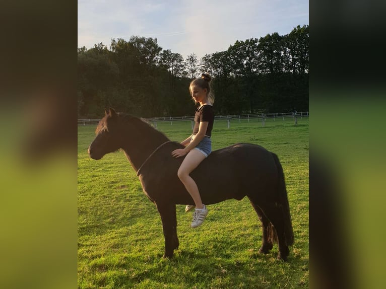 Dartmoor Wallach 16 Jahre 125 cm Rappe in Hamburg Dartmoor Wallach 16 Jahre 125 cm Rappe in Hamburg
