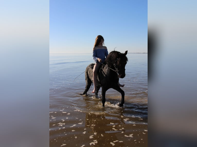 Dartmoor Wallach 16 Jahre 125 cm Rappe in Hamburg Dartmoor Wallach 16 Jahre 125 cm Rappe in Hamburg