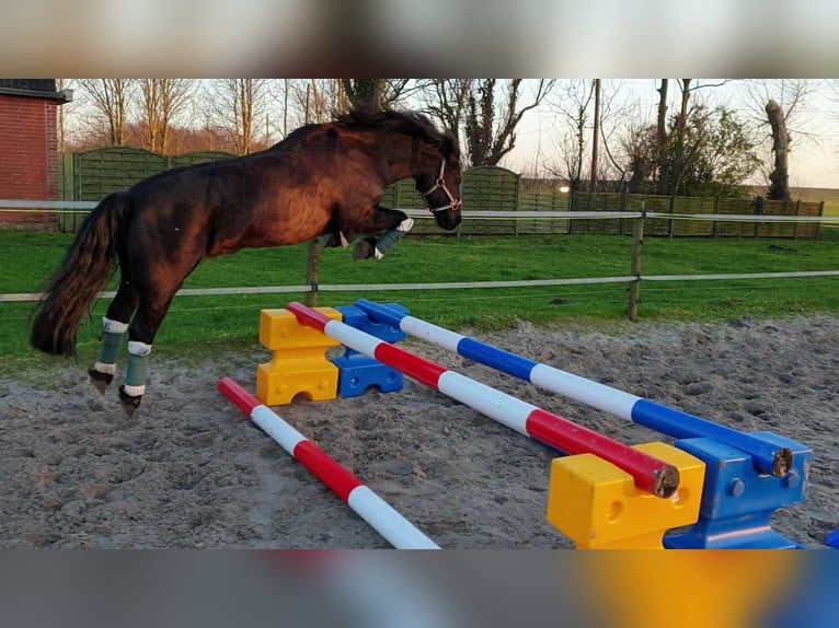 Dartmoor Wallach 16 Jahre 125 cm Rappe in Hamburg Dartmoor Wallach 16 Jahre 125 cm Rappe in Hamburg