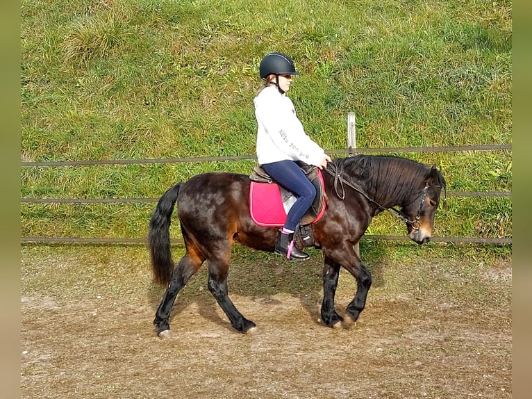 Dartmoor Wallach 16 Jahre 135 cm Dunkelbrauner in Alpbach