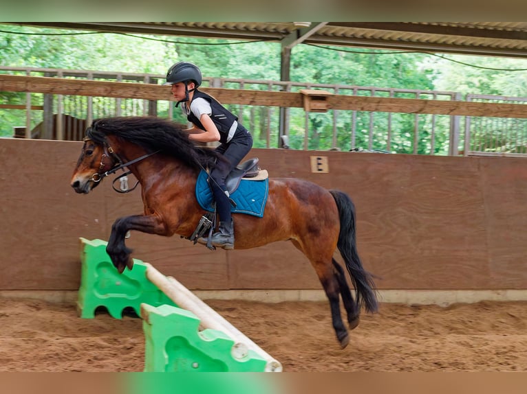 Dartmoor Wallach 17 Jahre 118 cm Brauner in Burgwedel