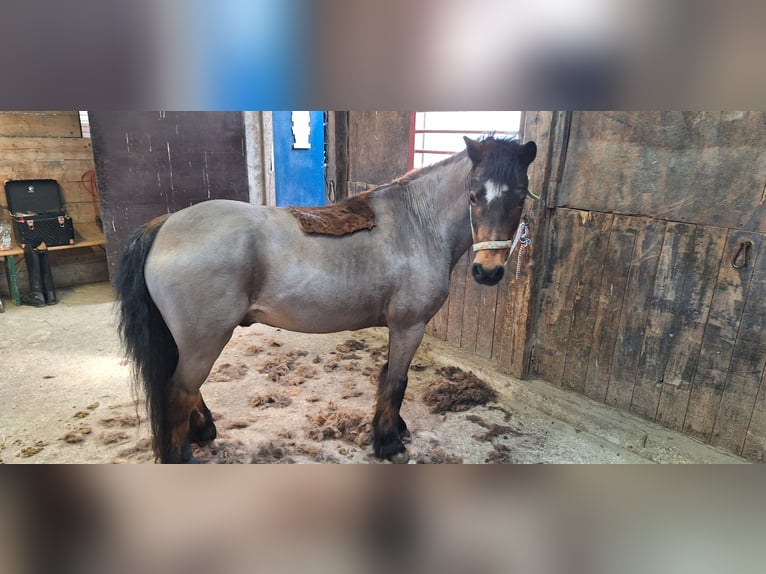 Dartmoor Wallach 22 Jahre 123 cm Brauner in Osdorf