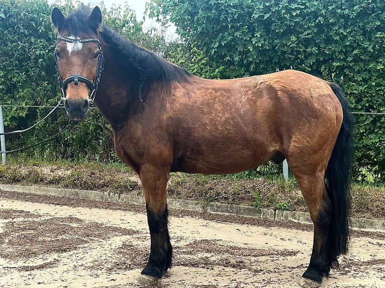 Dartmoor Wallach 22 Jahre 123 cm Brauner in Osdorf