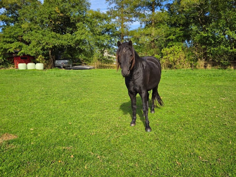 Dartmoor Wallach 3 Jahre 123 cm Rappe in Bockhorst