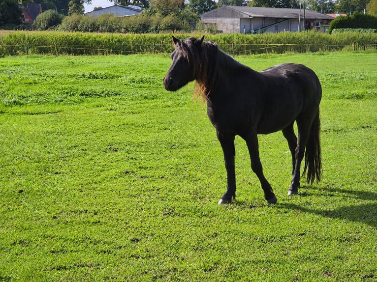 Dartmoor Wallach 3 Jahre 123 cm Rappe in Bockhorst