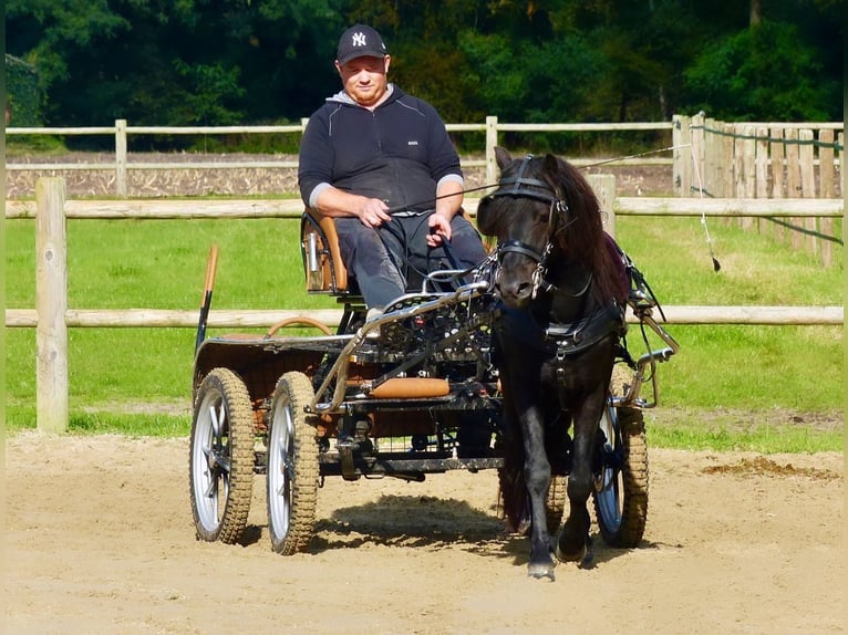 Dartmoor Wallach 3 Jahre 123 cm Rappe in Halle