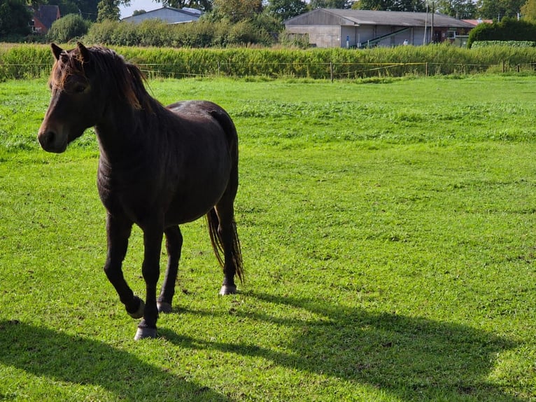 Dartmoor Wallach 3 Jahre 124 cm Dunkelbrauner in Bockhorst