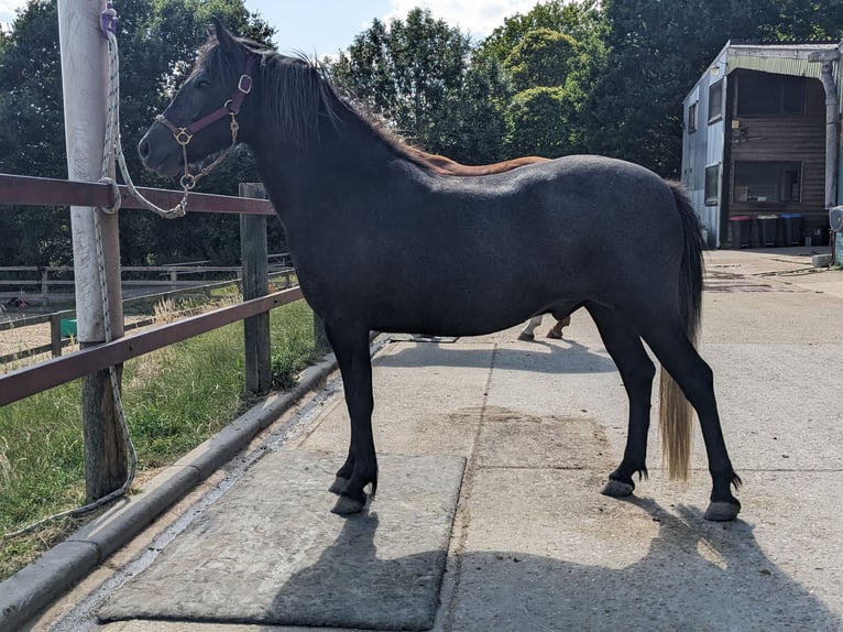 Dartmoor Wallach 3 Jahre 132 cm Rappschimmel in Kent
