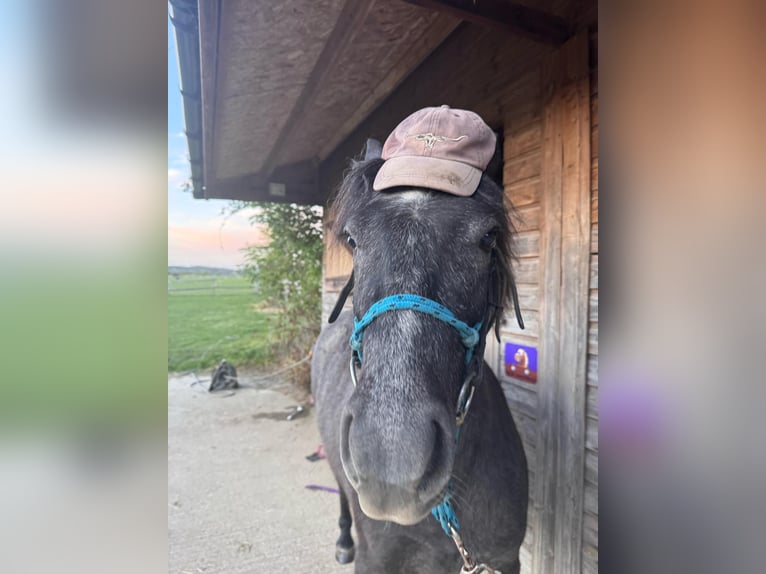 Dartmoor Wallach 3 Jahre 132 cm Rappschimmel in Kent