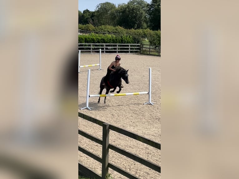 Dartmoor Wallach 3 Jahre 132 cm Rappschimmel in Kent