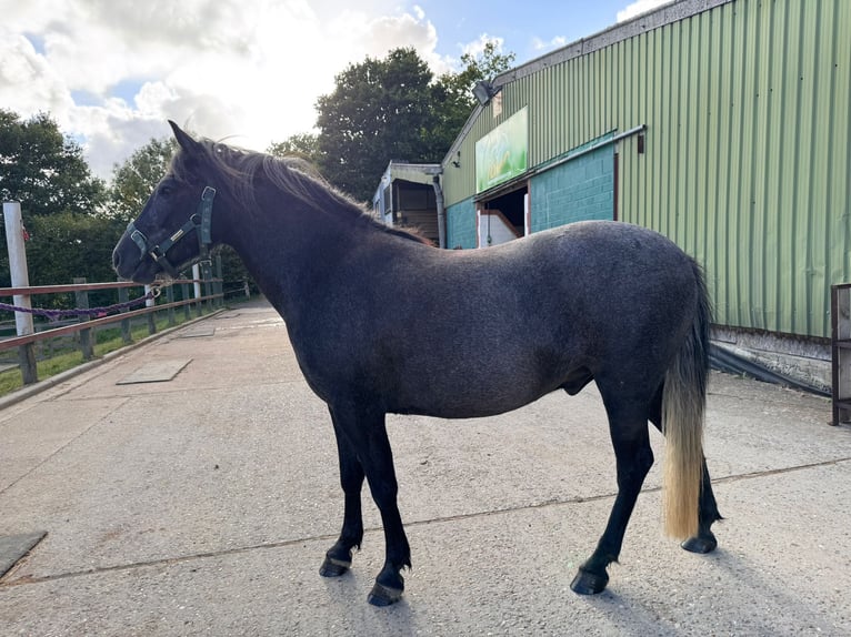 Dartmoor Wallach 3 Jahre 132 cm Rappschimmel in Kent